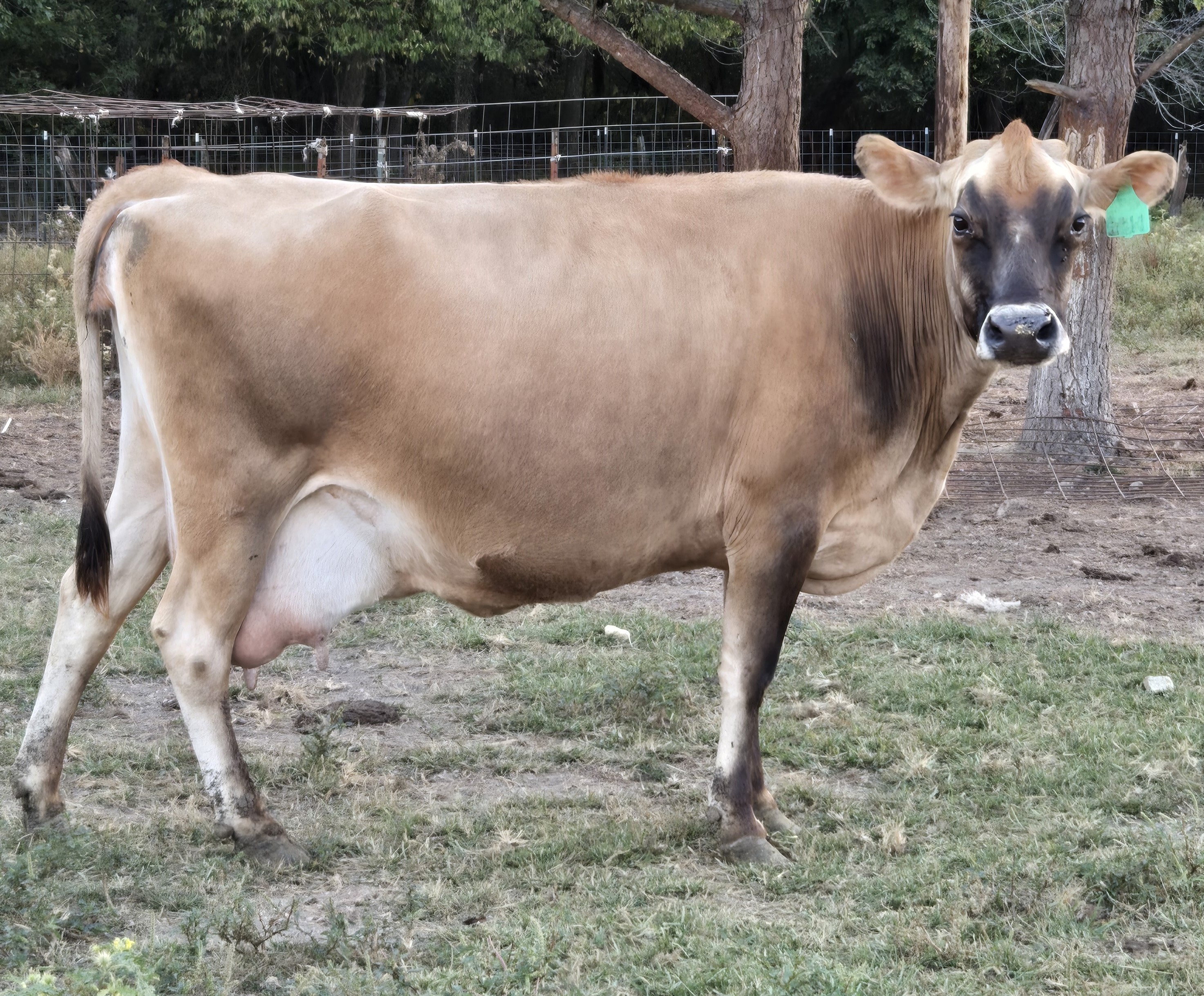 Jersey Cattle for sale - Professional Breeders/Closed Herd